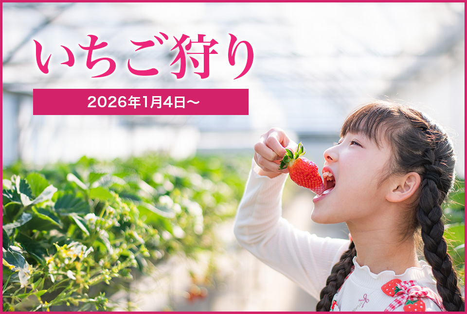 いちご狩り