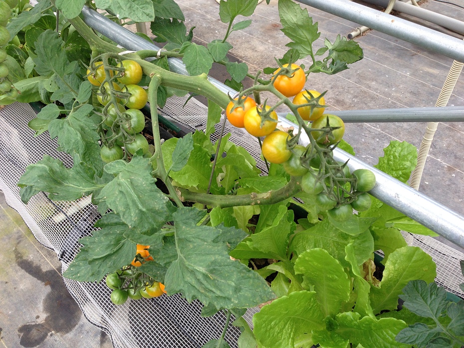 �~�j�g�}�g���C�Ɉ���Ă܂��B