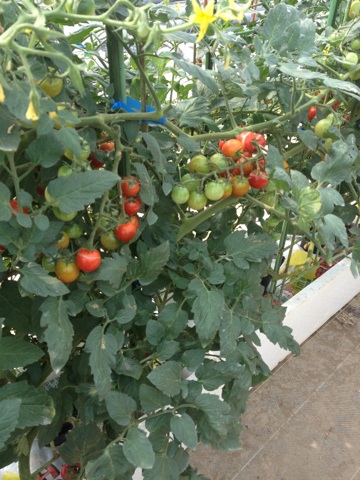 ���܁[���g�}�g��